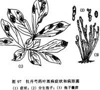 怎樣防治牡丹、芍藥紅斑病