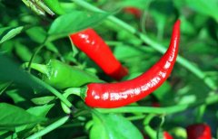辣椒屬于什么類蔬菜？