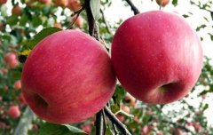 紅富士蘋果產(chǎn)地在哪里？