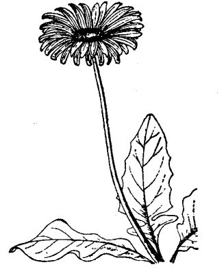 扶郎花的養(yǎng)殖技術與花期控制 花卉養(yǎng)殖方法