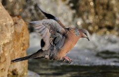 斑鳩的種類(lèi)有哪些？