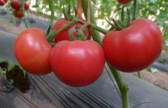西紅柿常用激素、調(diào)節(jié)劑、微肥、葉面肥