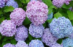 繡球花的花期是什么時(shí)候？