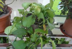 常見的凈化空氣的室內(nèi)植物有哪些？