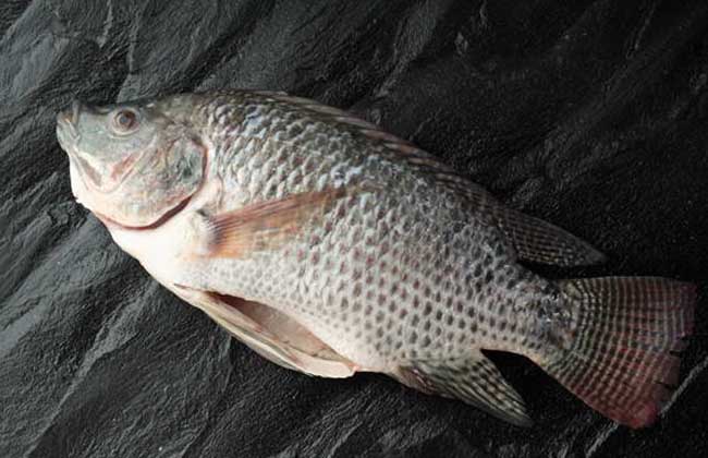 羅非魚(yú)行情