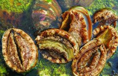 鮑魚的營養(yǎng)價(jià)值有哪些，適宜哪些人群食用
