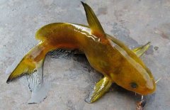 黃顙魚的種類（品種）有哪些？