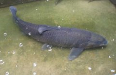 青魚吃什么食物？青魚的飼料建議配方