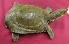 吃甲魚(yú)過(guò)敏怎么辦，其過(guò)敏的原因是什么？