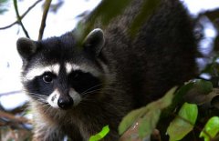 果子貍是幾級保護(hù)動物？