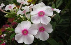 鳳仙花的花語(yǔ)是什么？