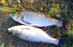 白鰱和鳙魚(yú)的區(qū)別有哪些？