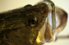 鱖魚品種有哪幾種、各有什么特點(diǎn)？