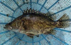 鱖魚和桂魚的區(qū)別是什么，鱖魚的別稱有哪些
