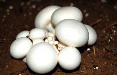 口蘑、香菇、草菇的區(qū)別