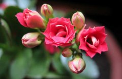 長壽花的養(yǎng)殖方法-長壽花圖片