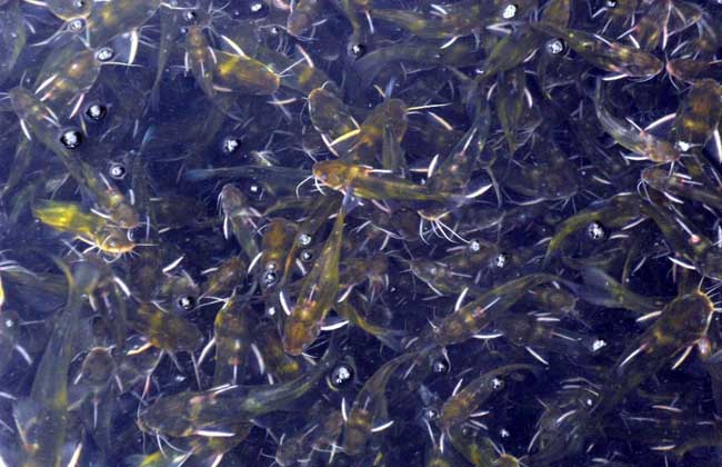 黃顙魚(yú)疾病防治