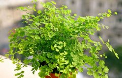 鐵線蕨圖片及其特點(diǎn)