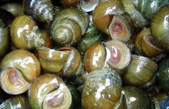 螺螄吃什么食物？螺螄與田螺的區(qū)別