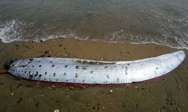 皇帶魚(yú)