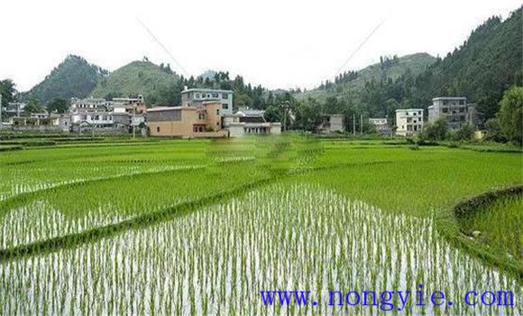搶茬精播，穩(wěn)過立苗關(guān)