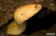 鰻魚的產(chǎn)地分布、生活習(xí)性與生長(zhǎng)過(guò)程