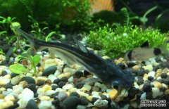 鸚鵡魚和什么魚混養(yǎng)好？