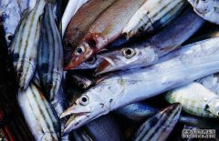 帶魚(yú)有哪幾種，為你介紹地球上帶魚(yú)的七大種類