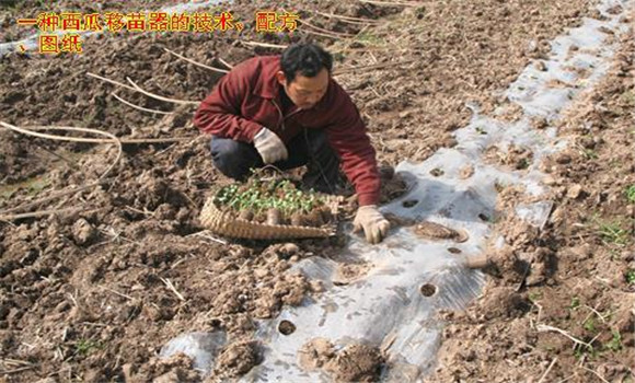 放苗、間苗、補(bǔ)苗