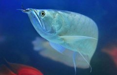 銀龍魚能長多大？銀龍魚多少錢一條