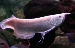 銀龍魚水溫多少合適 銀龍魚水溫調(diào)節(jié)方法