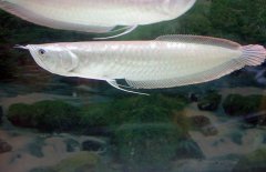 銀龍魚不吃食怎么辦，是什么原因?qū)е碌? /></a>
            <a href=