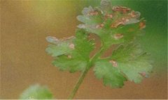 香菜葉斑病的發(fā)病條件，香菜葉斑病的防治