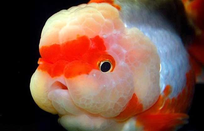 家里養(yǎng)魚(yú)多久換一次水