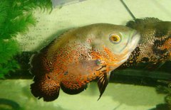 地圖魚吃什么長得快，地圖魚吃什么飼料好？
