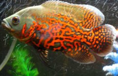 地圖魚到底能長多大、吃什么長得快？