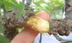果樹去皮貼接的方法、步驟及其技術(shù)特點