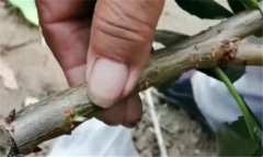 果樹靠接法嫁接方法、技術(shù)特點(diǎn)與方法、步驟