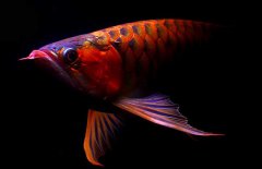 紅龍魚(yú)怎么才能養(yǎng)好？紅龍魚(yú)的正確飼養(yǎng)方法
