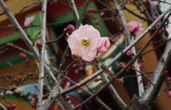 立春的含義是什么，關(guān)于立春的農(nóng)業(yè)諺語有哪些