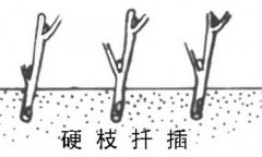 如何繁殖黑豆果 黑豆果硬枝扦插、綠枝扦插方法