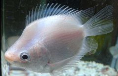 接吻魚怎么養(yǎng)才好？接吻魚飼養(yǎng)管理技術
