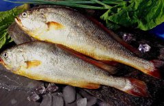 黃花魚是海魚嗎？選購(gòu)黃花魚要注意哪些？