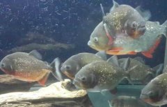 紅腹水虎魚吃什么，紅腹水虎魚怎么養(yǎng)？