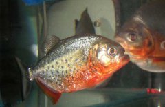 水虎魚怎么養(yǎng)，水虎魚的養(yǎng)殖方法