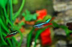 紅綠燈魚吃什么食物？紅綠燈魚怎么養(yǎng)殖好