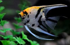 神仙魚和什么魚混養(yǎng)好，神仙魚怎么養(yǎng)？