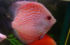 神仙魚和什么魚混養(yǎng)好？
