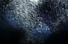 沙丁魚是深海魚嗎，常見深海魚有哪些？