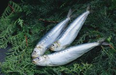 沙丁魚是什么魚，沙丁魚產(chǎn)地哪里？